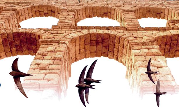 III Festival de Vencejos: 6 y 7 de junio