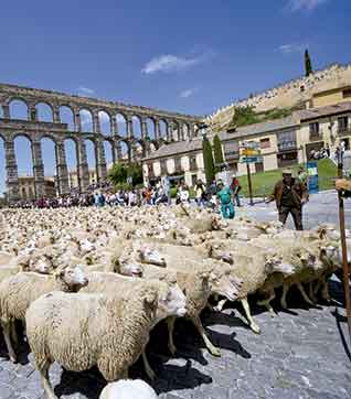 foto trashumancia