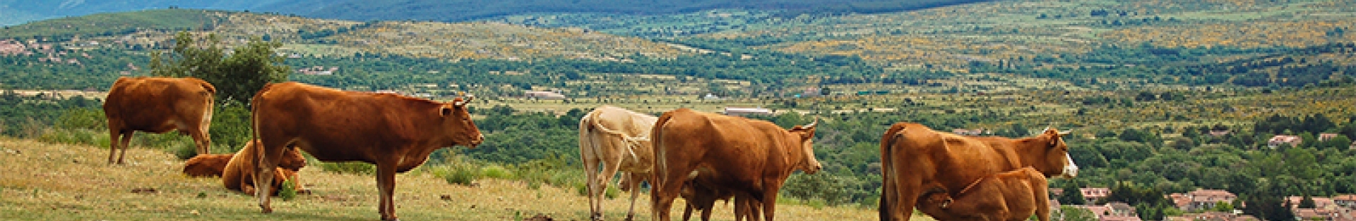 Ganado vacuno. Cañada Real Soriana Occidental